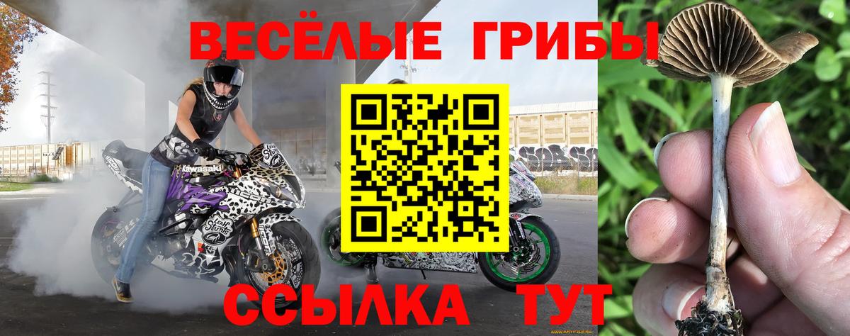 Галлюциногенные грибы прущие грибы  Псилоцибиновые грибы Psilocybe  Вход с VPN  Абакан 